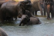 Sri Lanka_S_-817