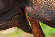 Sri Lanka_S_-822