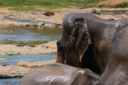 Sri Lanka_S_-823