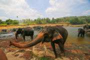 Sri Lanka_S_-831