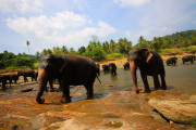 Sri Lanka_S_-841