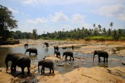 Sri Lanka_S_-853
