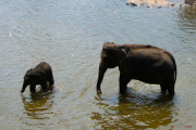 Sri Lanka_S_-855