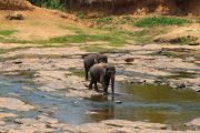 Sri Lanka_S_-858