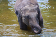 Sri Lanka_S_-869