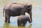 Sri Lanka_S_-871