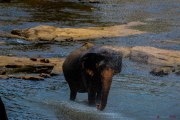 Sri Lanka_S_-881