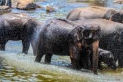 Sri Lanka_S_-883