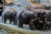 Sri Lanka_S_-884