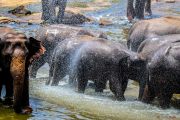 Sri Lanka_S_-887