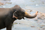 Sri Lanka_S_-893