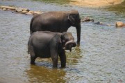 Sri Lanka_S_-897