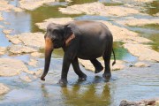 Sri Lanka_S_-900