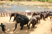 Sri Lanka_S_-911