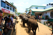 Sri Lanka_S_-914