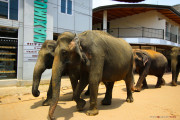 Sri Lanka_S_-917