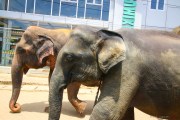 Sri Lanka_S_-919