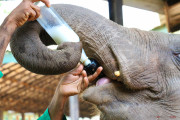 Sri Lanka_S_-929