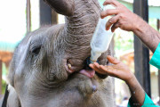 Sri Lanka_S_-935
