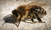 Abeille_140413