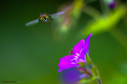 BZZZZ_150525