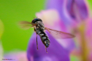 Bzz-1