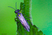 Bzzzzzz_2_150524