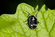 Eurydema_oleracea_blanche_150506