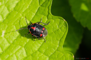 Eurydema_oleracea_rouge_150506