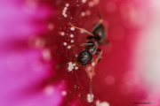 Fourmis