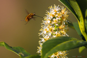 Le_bombyle_150510