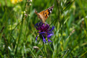 Les _fleurs_du_Creux_du_Van-10