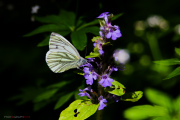 Les _fleurs_du_Creux_du_Van-18