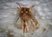 Papillon de nuit_131222