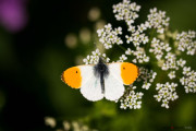 Papillon_140529