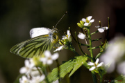 Papillon_150506
