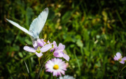 Papillon_1_140413