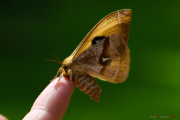 Papillon_Hachette_150511-1