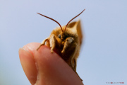 Papillon_Hachette_150511-2