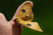 Papillon_Hachette_150511-3