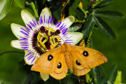 Papillon_Hachette_150511-4