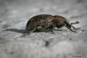 Petit Charancon_1