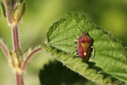 Punaise _140524