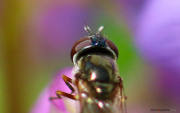 Tete_de_Bzz-1