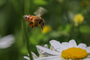 Zzzzlurp_150527