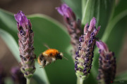 bzzzzzz_140426