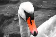 Fait_moi_un_signe_2015