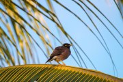 Maurice_s_-324