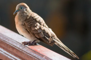 Maurice_s_-61