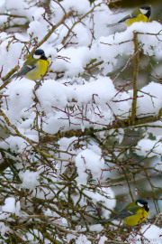 Mesange_ Charbonniere_1_180115